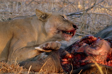 Lion eating elephant