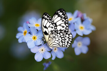 Beautiful butterfly on forget-me-not flower in garden, closeup