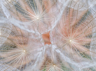 Extreme closeup of dandelion flower