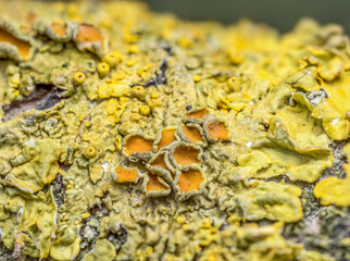 Moss formation on tree trunk