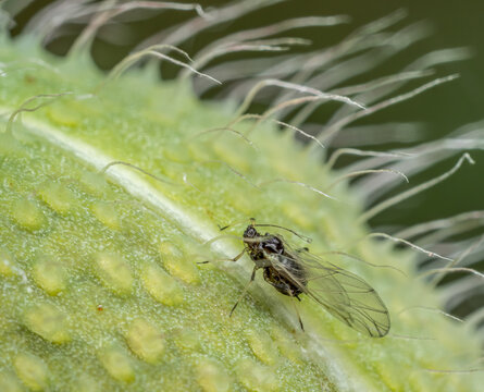 Aphid scavenging on ripening poppy head