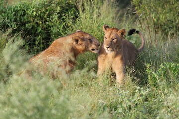 African savannah