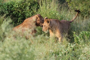Naklejka premium African savannah