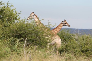 giraffe in the savannah