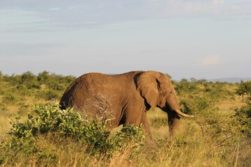 Obraz premium Elephant in the sunset