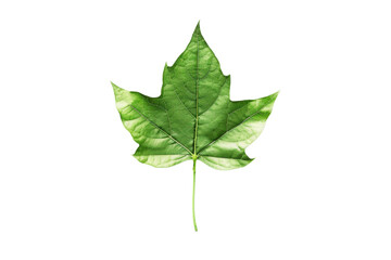 Fototapeta premium Bright green maple leaf isolated on a transparent background. Perfect for nature-themed designs, botanical illustrations, and environmental concepts.