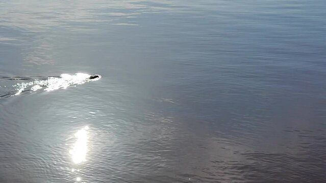 beaver swims along the river and dives under water