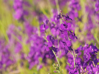 Purple wild flower field of oriental knight spur plant, Consolida orientalis