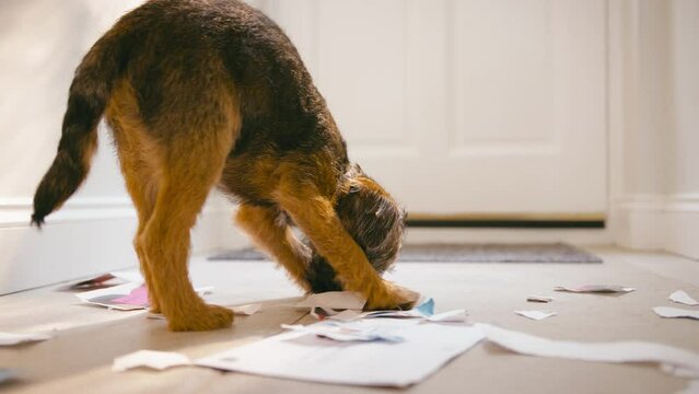 Badly behaved border terrier puppy ripping up letters in hallway of home - shot in slow motion