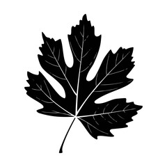 Leaf Silhouette 