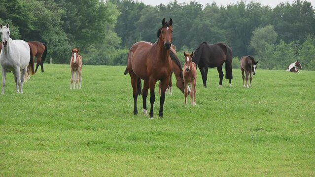Mother horses with their foal on a meadow.