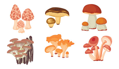 Cartoon botanical set with forest mushrooms isolated on white background.Porcini , butter , honey , morels, chanterelles and oyster mushrooms.Vector graphic design for banner template,stickers,card. © Alla