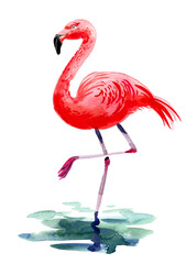 Pink flamingo. Watercolor hand drawn illustration