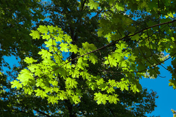 Spring or summer natural background with young maple leaves against a bright blue sky..Green leaves on blurred greenery background under sunlight with bokeh effect. Ecology wallpaper concept.