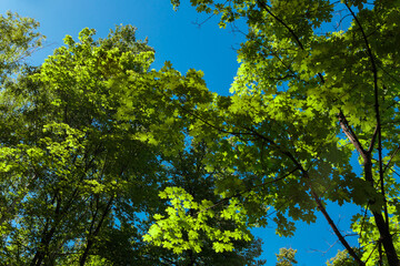 Spring or summer natural background with young maple leaves against a bright blue sky..Green leaves on blurred greenery background under sunlight with bokeh effect. Ecology wallpaper concept.