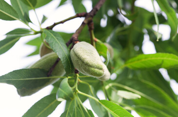 Almond fruits on a tree in the garden.