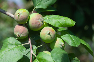 Small apple fruit on a branch in an apple orchard. growing fruit in the garden.