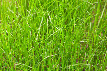 Green grass in the park close up. Dew drops close up on fresh green spring grass. Morning sunny day. Abstract nature background. Background.