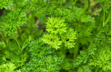 Parsley growing in a garden bed.