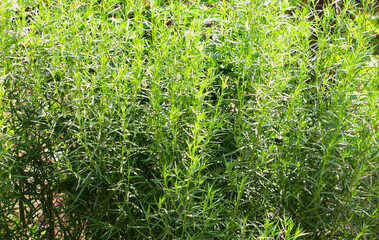 Tarragon plant growing in the garden. Growing herbs in the garden.