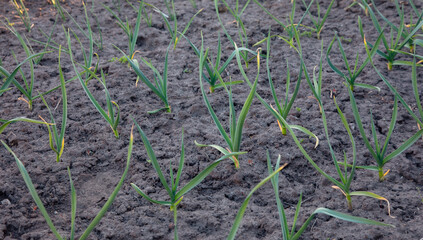 Growing garlic in the garden.