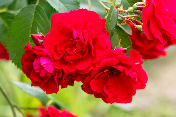 Red climbing garden rose blooms
