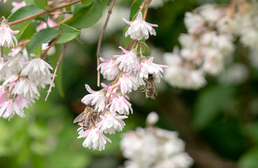 Fototapeta premium Flowering shrub Deutzia. Bees pollinate a flowering plant.