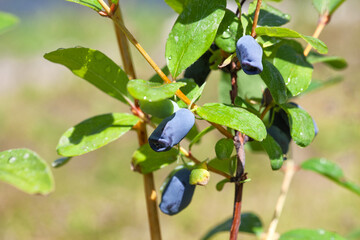 Ripe fruits of edible honeysuckle on the branches of a bush. Growing honeysuckle fruit bushes in the garden.