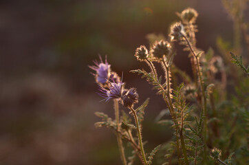 Blooming phacelia tansyfolia in a field.