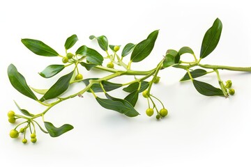 Realistic photograph of a complete Mistletoe,solid stark white background, focused lighting