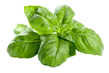 Fototapeta premium Fresh Green Basil Leaves Isolated on White Background - Aromatic Herb for Cooking, Garnishing, and Culinary Use - High-Quality Stock Photo for Food, Health, and Nature Themes