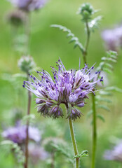 Blooming phacelia tansyfolia in a field.