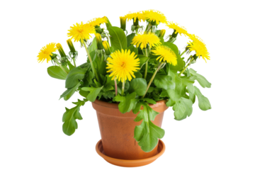 Bright Yellow Dandelion Flowers in a Terracotta Pot Isolated on White Background, Perfect for Gardening, Nature, and Home Decor Themes, Showcasing Fresh Green Leaves and Vibrant Blossoms in Full Bloom