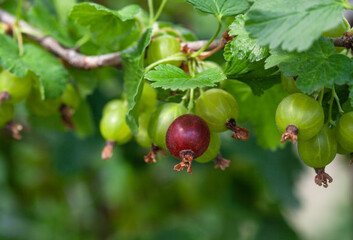 Obraz premium Gooseberry bush with unripe, green berries growing in a garden in the open field. Growing fruits and berries at home.
