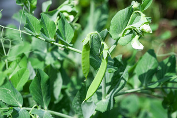 Sweet pea blossom. Growing legumes in the garden