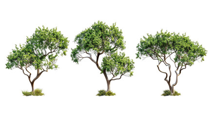 set of arbutus tree with  transparent isolated background