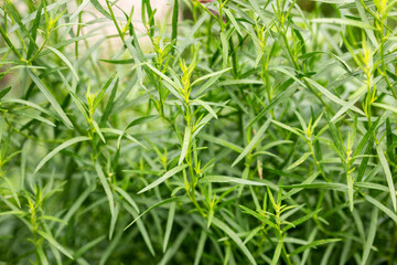 Tarragon plant growing in the garden. Growing herbs in the garden.