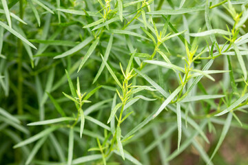 Tarragon plant growing in the garden. Growing herbs in the garden.