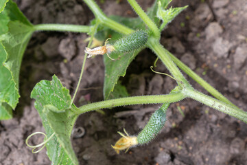 A flowering young plant in the garden. Cultivation and harvesting of cucumbers.