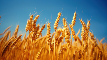 Fototapeta premium Grain field with blue sky