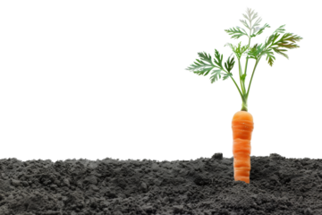 Fresh Carrot Growing in Soil with Green Leaves Against a White Background - Organic Farming and Agriculture Concept