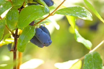 Ripe fruits of edible honeysuckle on the branches of a bush. Growing honeysuckle fruit bushes in the garden.