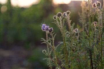 Blooming phacelia tansyfolia in a field.