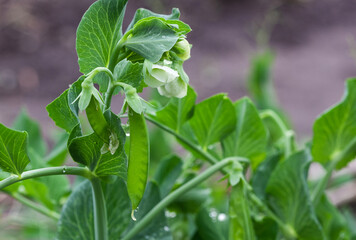 Sweet pea blossom. Growing legumes in the garden