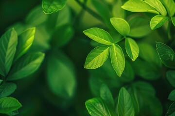 Green background. Grow, thrive, prosper, green abstract background, with a botanic floral feel . Nature patterns. civilized cultural feel