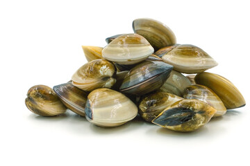 Closed up fresh baby clams, venus shell, shellfish, carpet clams, short necked clams, as raw food from the sea are the seafood ingredients. fresh clams Background. seafood.Isolated on white background
