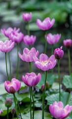 Obraz premium A Bouquet of Pink Anemone Flowers Blooming in a Garden