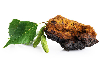 Chaga mushroom piece with birch leaves isolated on white background. With clipping path.