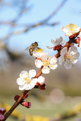 Honeybee on a cherry blossoms