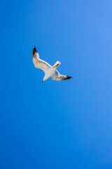 seagull in flight